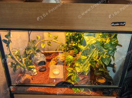 Baby Harley Quinn Crested Gecko