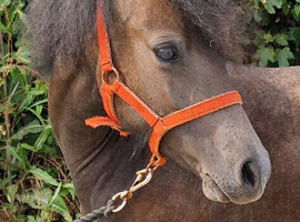 Yearling filly - Gucci