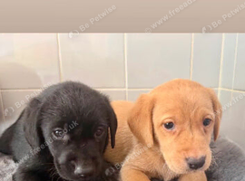 5 beautiful labradors 2 black girls 2 cream boys