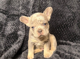 Adorable French Bulldog Puppies Ready for Their Forever Homes