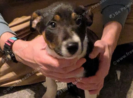 Border collie puppy