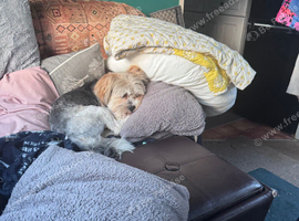 Lhaso apso