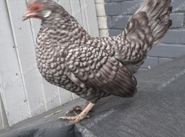 Dutch bantam chicken