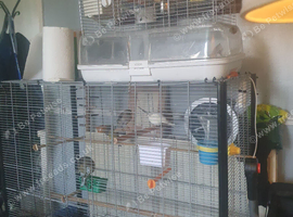Large cage with canarys