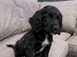 Beautiful cocker spaniel pup- Nola
