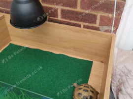 Horsfield tortoise