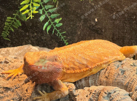 Female bearded dragon and full set up