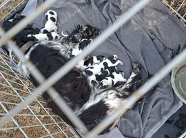 7 Cocker Jack Puppies