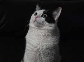 Indoor Cat Looking for a New Family