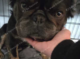 Fluffy frenchie tri male