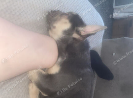 8 months old French bulldog