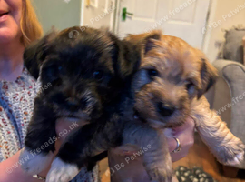 Westie cross Yorkie puppies