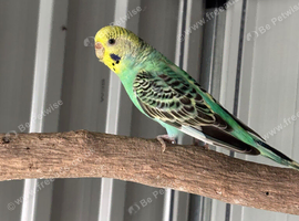 1 female budgie