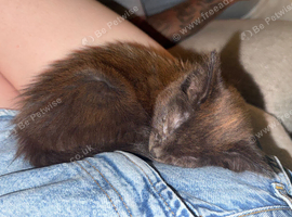 Chocolate brown kitten