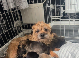 Border terrier pups