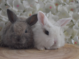 Mini lop X Bunnies