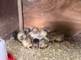 16 2 week old chicks for sale