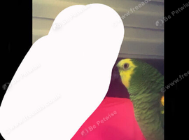 Tame Blue  fronted amzone for sale/swops