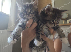 Two Kittens For Sale