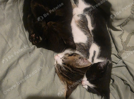 Kittens