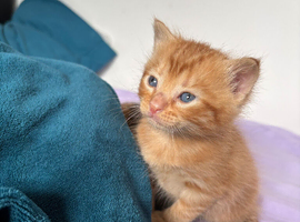 Kittens