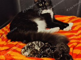 Luxury perdoll kittens
