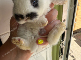 6 mini lion lops bunnies left