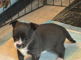 1 beautiful female Chihuahua puppy.