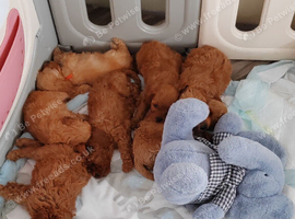 TOY CAVAPOO PUPPIES DNA HEALTH TESTED PARENT AND GRANDPARENTS