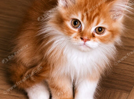 Exotic Persian Cross kittens for sale