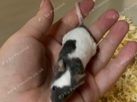 Baby male fancy mice for sale