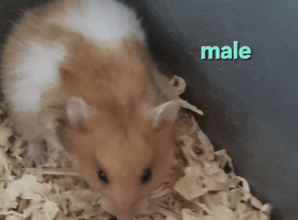 Syrian hamsters for sale