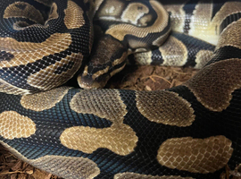 Royal Pythons