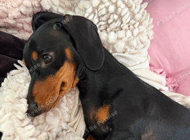 Beautiful Dachshund puppies ready to home