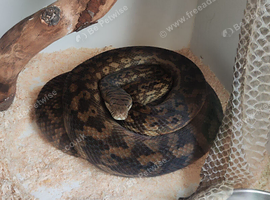 Adult pair Simalia Amethistina Merauke scrub python