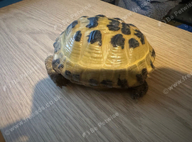 Female horse field tortoise