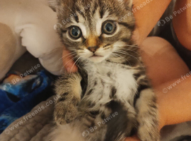 Last cute kitten