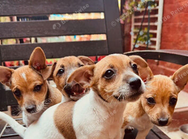 Miniature Jacks Russels puppies