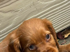 Cocker spaniel