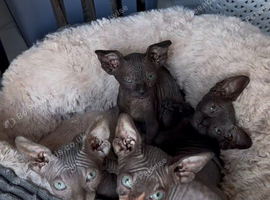 Beautiful Sphynx Kittens &ndash; Ready to Leave Now