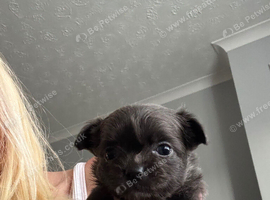 4 stunning chihuahua puppies