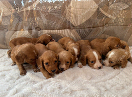 Working cocker spaniel