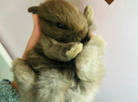 Choc mini lop mix