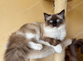 For Stud - Seal point mitted carrying Mink and Choc