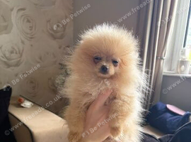 KC Reg Pomeranian Puppy's