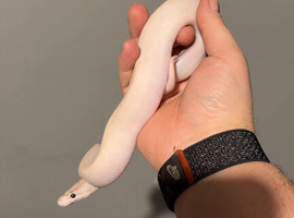 Ivory Royal Python &ndash; &pound;50