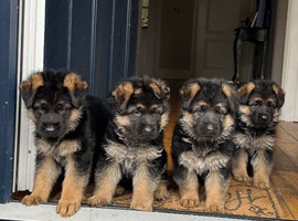 Outstanding KC German Shepherd puppies