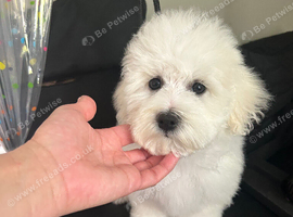 Bichon Frise (only one little girl left)