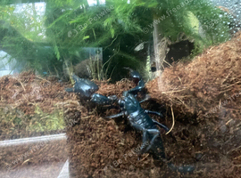 Asian forest scorpion