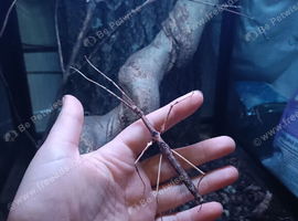 Zompro's Stick Insects